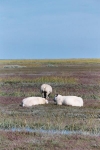 3 schaapjes in polder